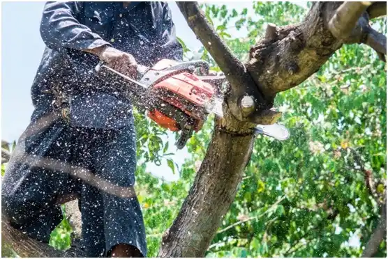 tree services Walnut Springs